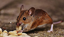 24 Hour & Emergency Exterminators in Dover, NJ